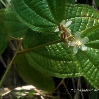 Miconia crenata (Vahl) Michelang.